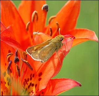 <i>Hesperia dacotae</i> Species of butterfly