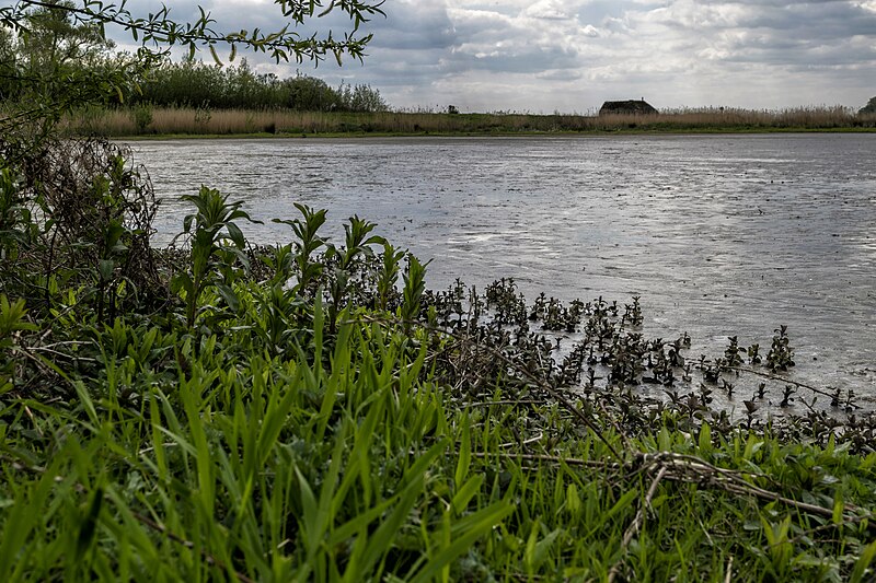 File:Het Laarzenpad 03 Biesbosch, Dordrecht (34575376455).jpg