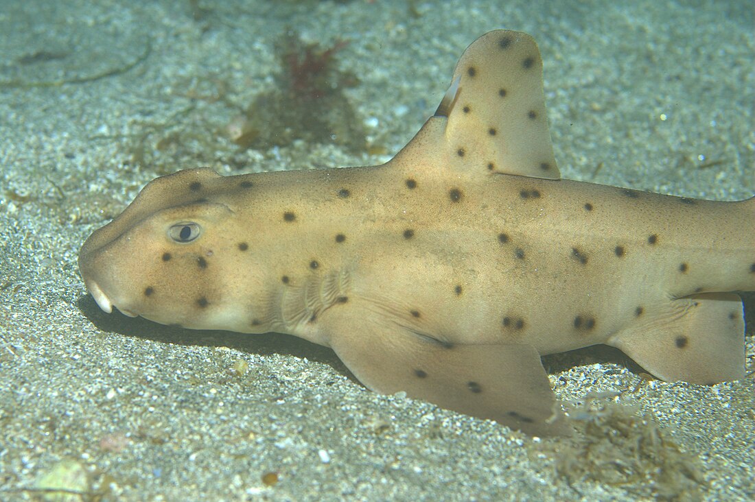 Requin dormeur cornu