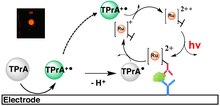 Heterogeneous ECL mechanism .tif