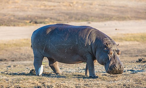 Hipopótamo (Hippopotamus amphibius), parque nacional de Chobe, Botsuana, 2018-07-28, DD 82