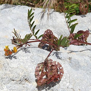 <i>Hippocrepis multisiliquosa</i> Species of plant