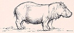 Hippopotamus major drawing.jpg