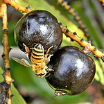 Honey Bee on Saw Palmetto Fruit (5022099855).jpg