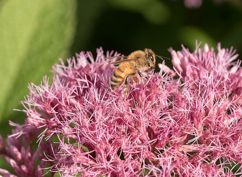 File:Honeybee in Riverside Park (01558).jpg