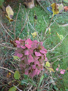 Wilted hydrangea