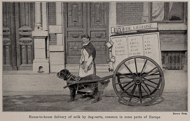 File:House-to-house delivery of milk by dog-carts, photo from The Encyclopedia of Food by Artemas Ward.jpg