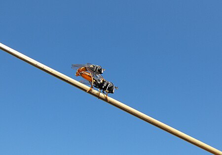 Tập_tin:Hoverflies-unknown-mating.jpg