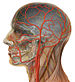 Human head anatomy with external and internal carotid arteries (450142019).jpg