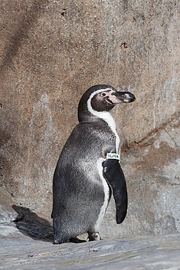 Humbolto pingvinas (Spheniscus humboldti)