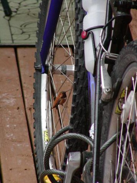 Hummingbird sitting on a spoke of a bike wheel in Banff