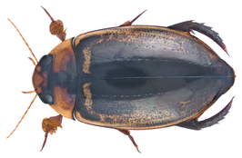 Hydaticus luczonicus