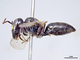 Hylaeus burnsi