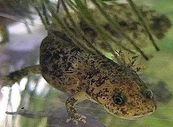 Sibiriske salamandere