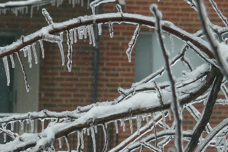 File:Icicles hanging from a branch.jpg