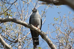 Шуліка сизий (Ictinia plumbea)