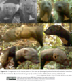 Identified individuals of Eira barbara in the Peruvian Amazon.png