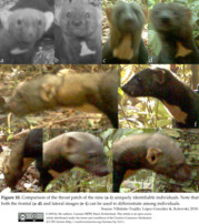 Identified individuals of E. barbara in the Peruvian Amazon