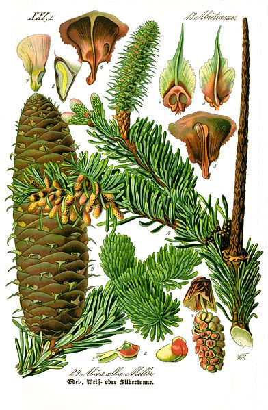 File:Illustration Abies alba0 clean.jpg