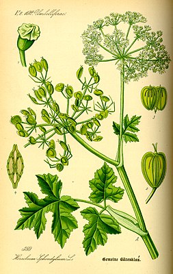 Meadow hogweed (Heracleum sphondylium), illustration