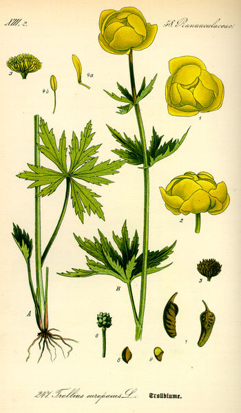 File:Illustration Trollius europaeus0.jpg