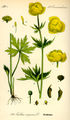 Trollius europaeus plate 247 in: Otto Wilhelm Thomé: Flora von Deutschland, Österreich u.d. Schweiz, Gera (1885)