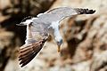 Immature western gull (Larus occidentalis) in flight at Bodega Head.