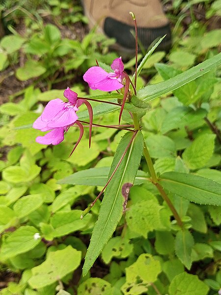 File:Impatiens diversifolia 3.jpg