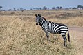 * Nomination Zebra, seen in Serengeti, Tanzania. --Zenith4237 00:23, 21 September 2019 (UTC) * Promotion  Support Good quality. --Tournasol7 07:13, 21 September 2019 (UTC) I personally think the other two zebra images are better but in all cases, categorization as well as identification of animal genus and location needs to be added. --GRDN711 13:48, 22 September 2019 (UTC)  Support Good quality. --Chenspec 21:52, 24 September 2019 (UTC)