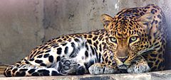 Description de l'image Indochinese leopard.jpg.