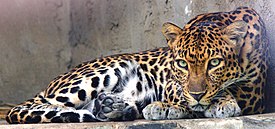 Самец индокитайского леопарда в зоопарке Сайгона (Вьетнам)