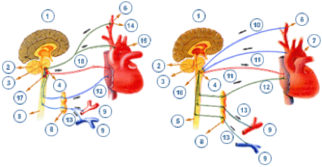 Inervación del corazón