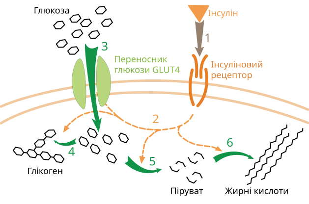 File:Insulin glucose metabolism uk.svg