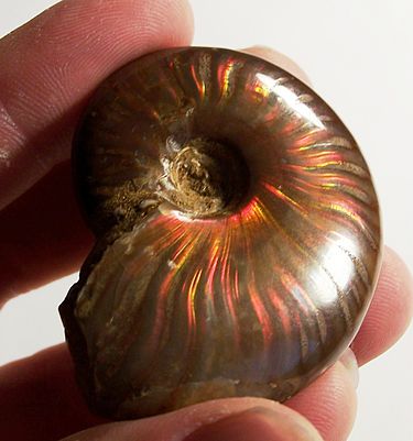 An iridescent ammonite from Madagascar IridescentAmmonite.jpg