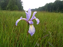 Iris prismatica Eastern Highland Rim.JPG