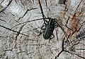 Monochamus-Bockkäfer / Longhorn Beetle