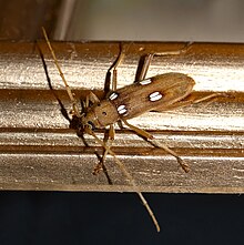 Escarabajo de cuernos largos de color marrón claro con manchas blanquecinas