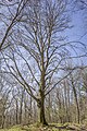 * Nomination Natural monument "Hunter's Beech" east of Goßmannsdorf --Plozessor 05:04, 29 February 2024 (UTC) * Promotion  Support Good quality.--Tournasol7 05:12, 29 February 2024 (UTC)