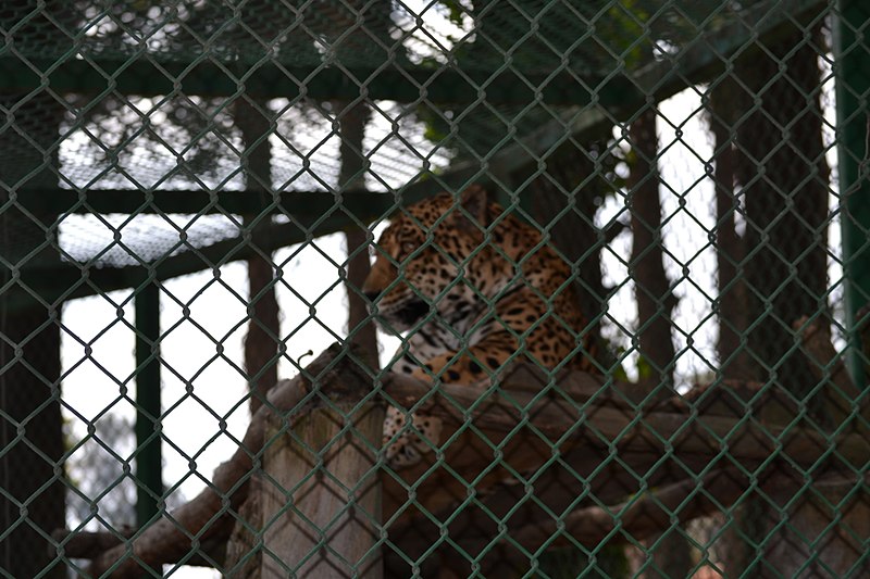 File:Jaguar (Panthera onca) en Zacango 5.jpg