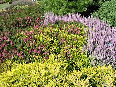 Ericaceae in flower JardinsCallunes.jpg