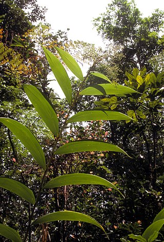 <i>Joinvillea plicata</i> Species of flowering plant