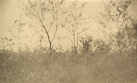 Jaro, Camera Work XVII, 1907, 11.4 x 1.6 cm fotogravura