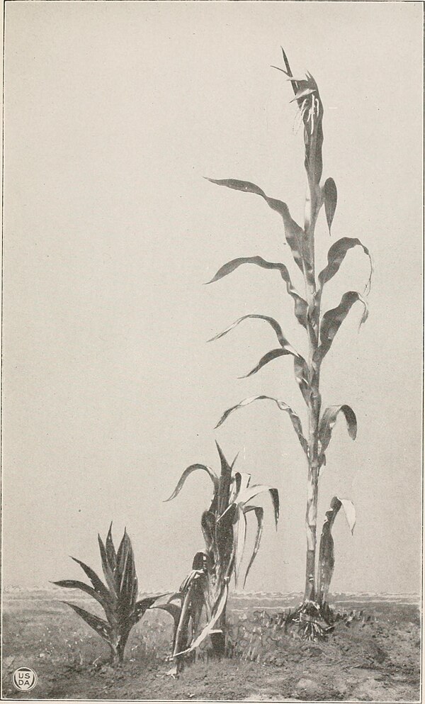 Inheritance of dwarfing in maize. Demonstrating the heights of plants from the two parent variations and their F1 heterozygous hybrid (centre)