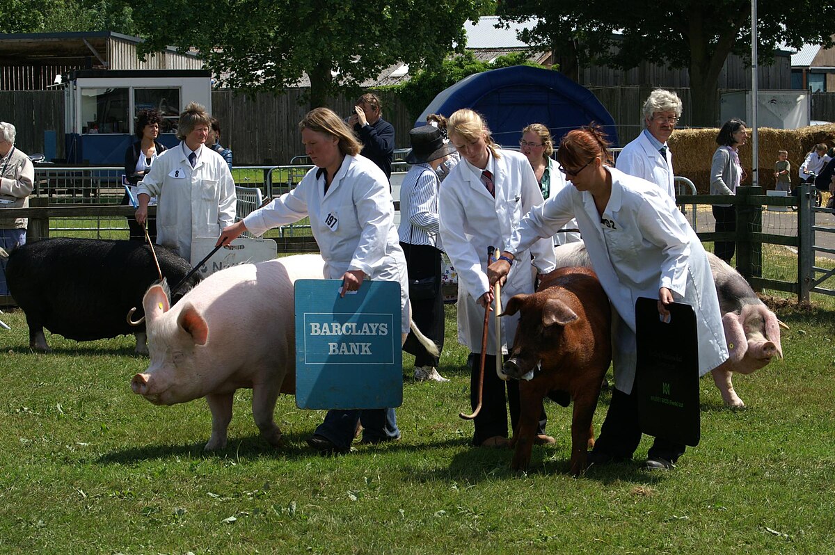 fair raising pigs