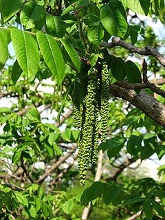 Маньчжурский орех фото. Juglans ailantifolia. Орех маньчжурский (Juglans mandshurica). Орех маньчжурский(Juglans mandshurica Maxim). Орех маньчжурский (Juglans nigra l.).