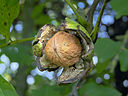 Juglans regia Walnoot 'Buccaneer'