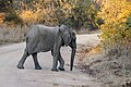* Nomination Juvenile following mother bush elephant into the forest (Loxodonta africana), Kafue Nat'l Park --Tagooty 00:23, 23 August 2023 (UTC) * Promotion  Support Good quality. --XRay 03:42, 23 August 2023 (UTC)
