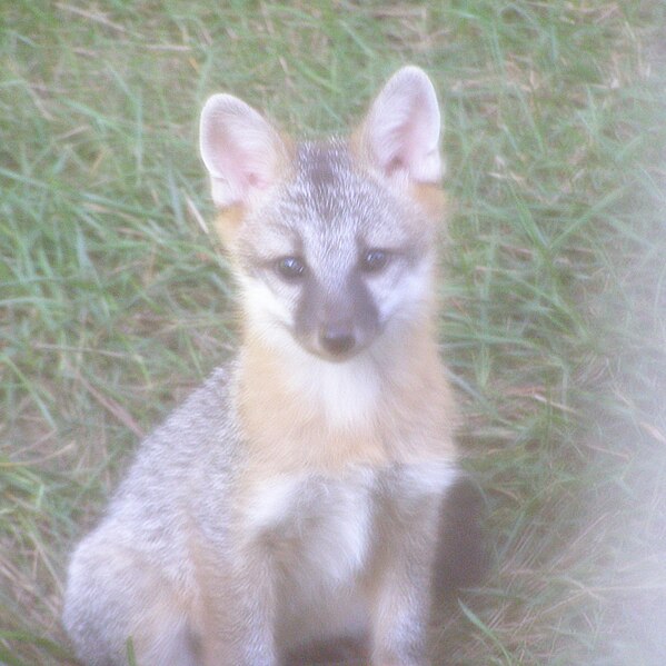 File:Juvenile grey fox.JPG