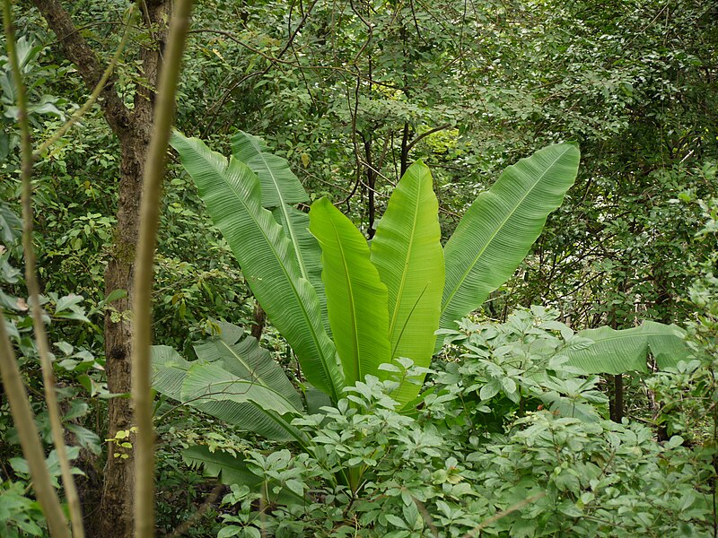 File:Kaadu Baale (Kannada- ಕಾಡು ಬಾಳೆ) (3806876346).jpg