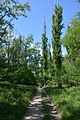 Kahovka Arboretum 07 (YDS 1300).jpg